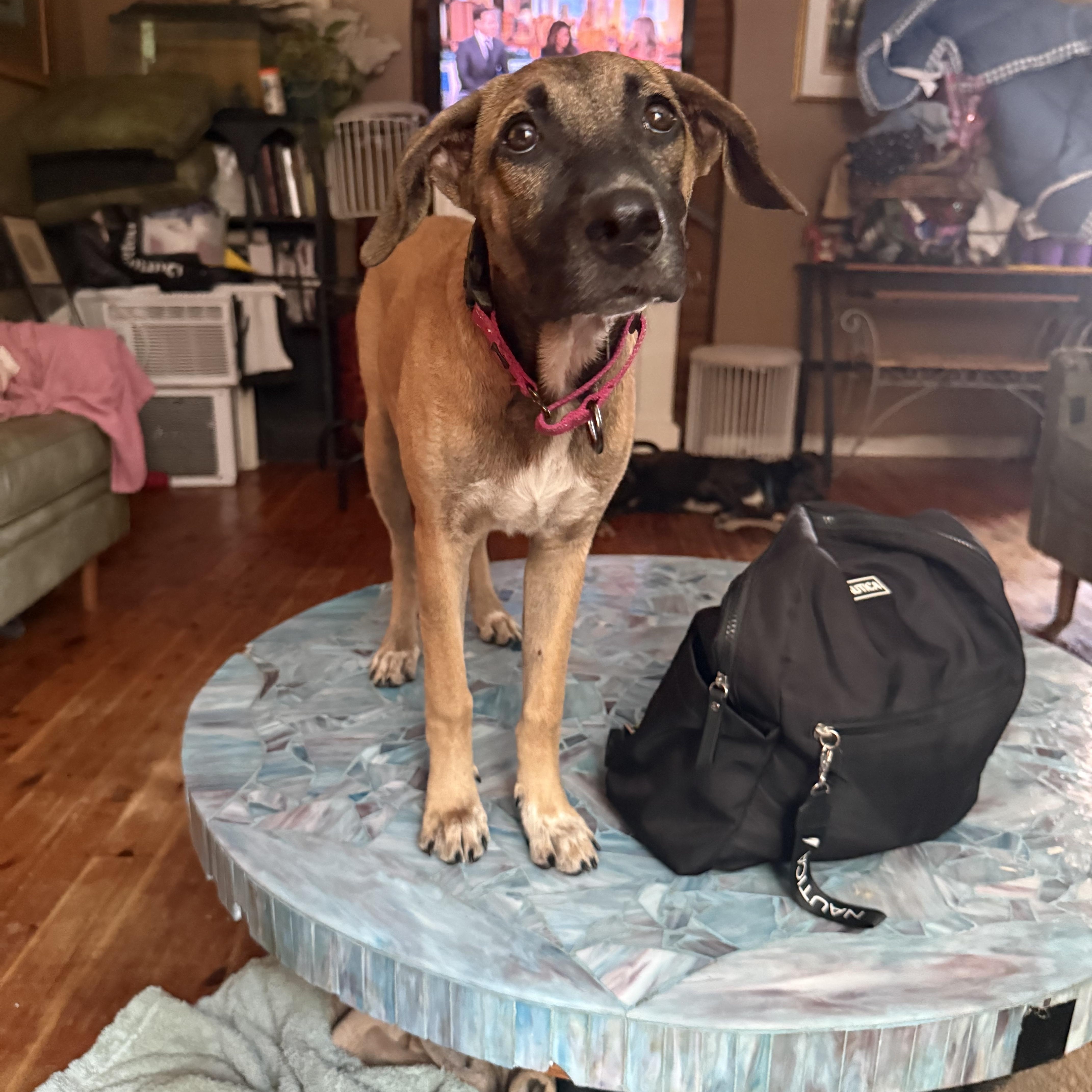 Phoebe, a ADOPTABLE mixed breed in Carmel, NY image 3/4