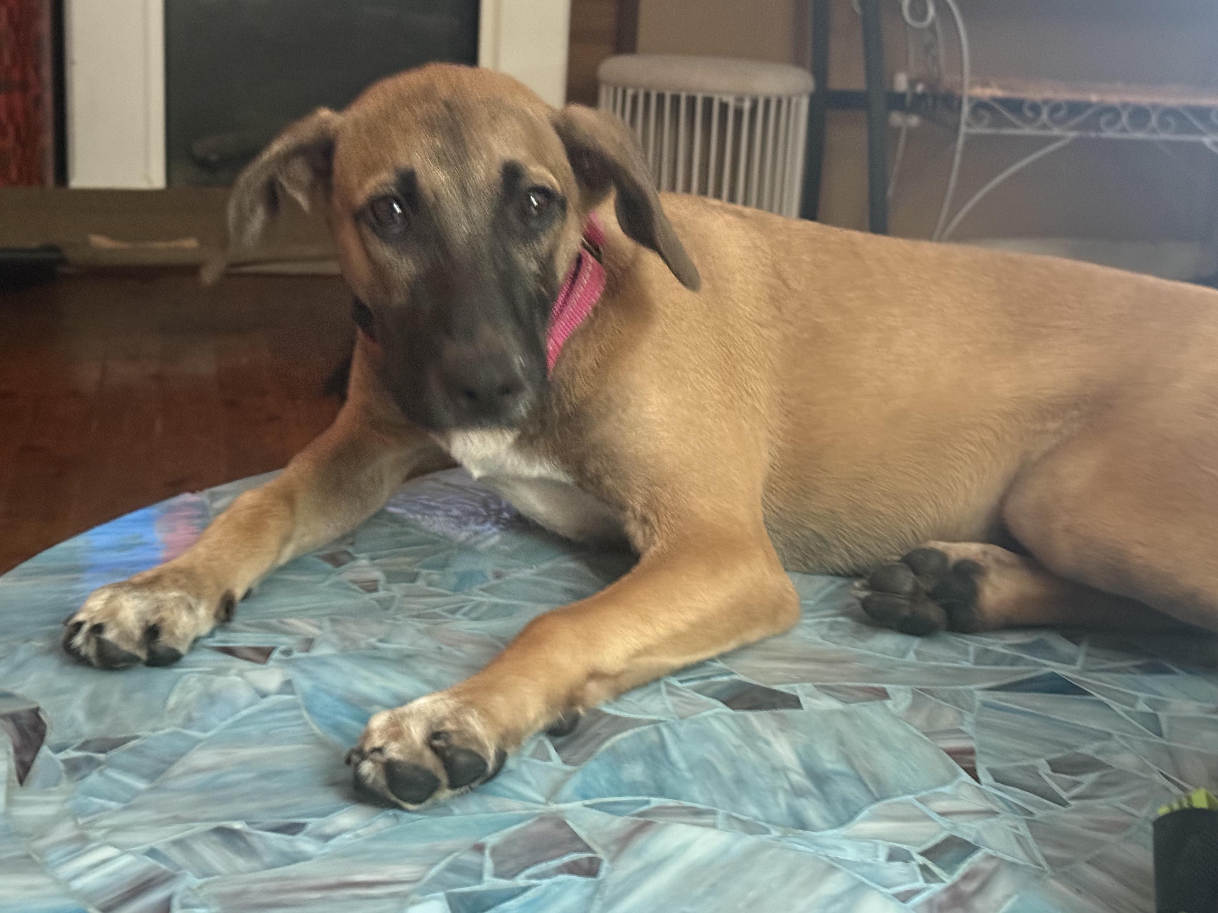 Phoebe, a ADOPTABLE mixed breed in Carmel, NY image 1/4