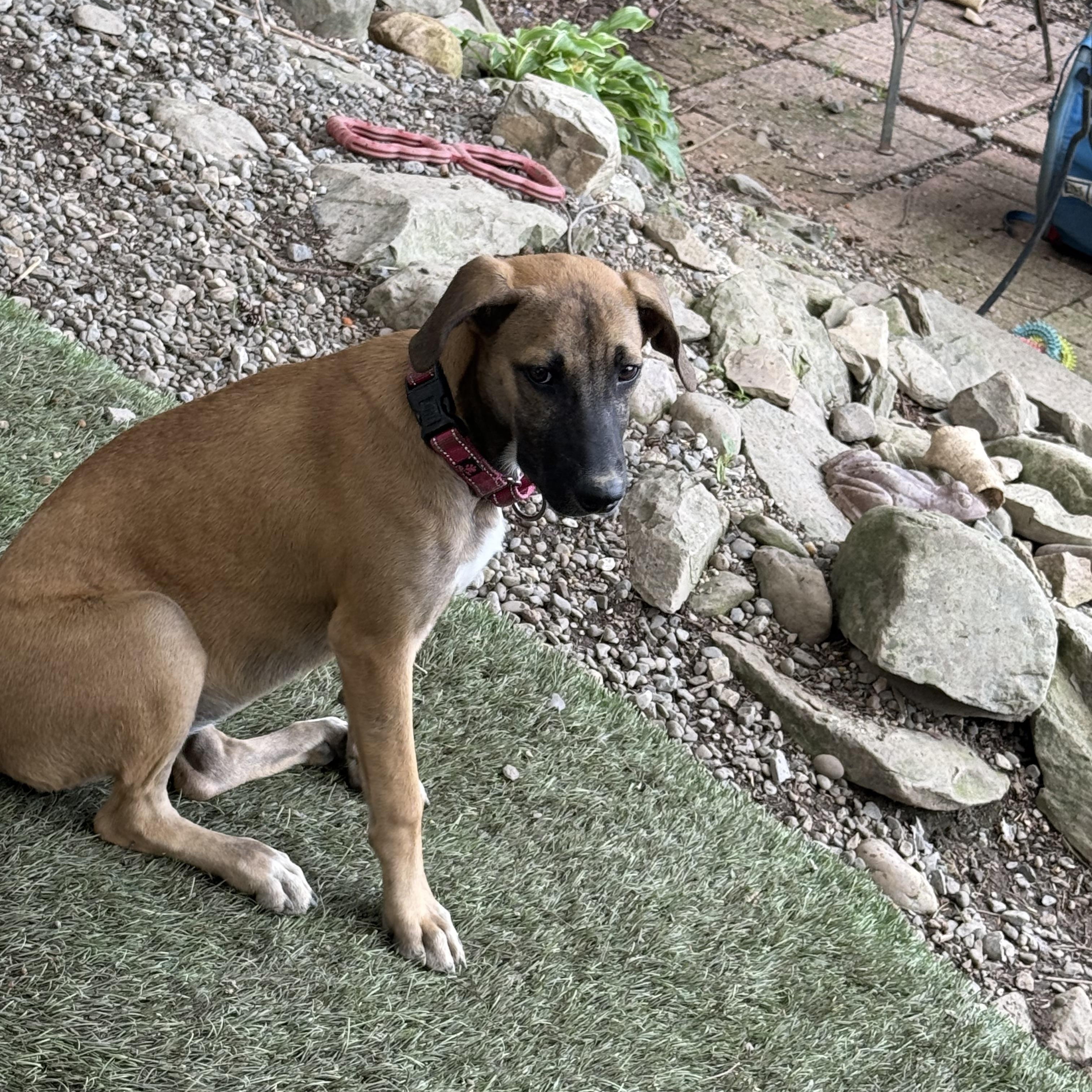 Phoebe, a ADOPTABLE mixed breed in Carmel, NY image 4/4