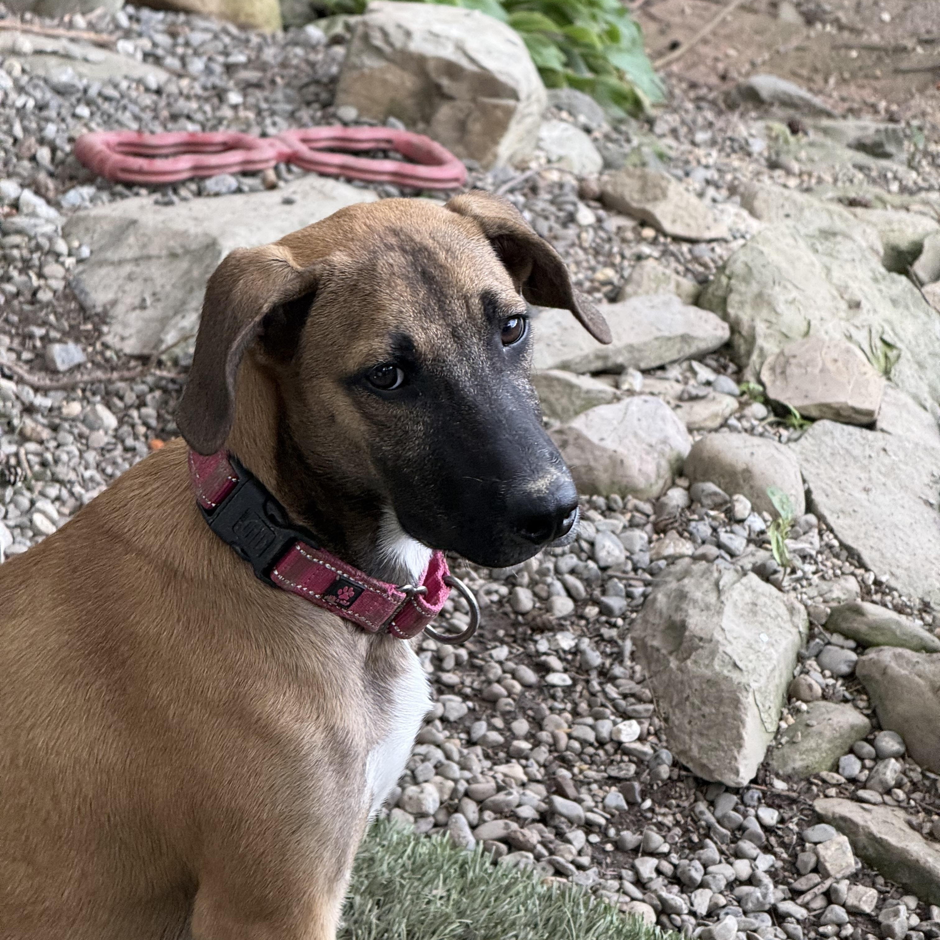Phoebe, a ADOPTABLE mixed breed in Carmel, NY image 2/4