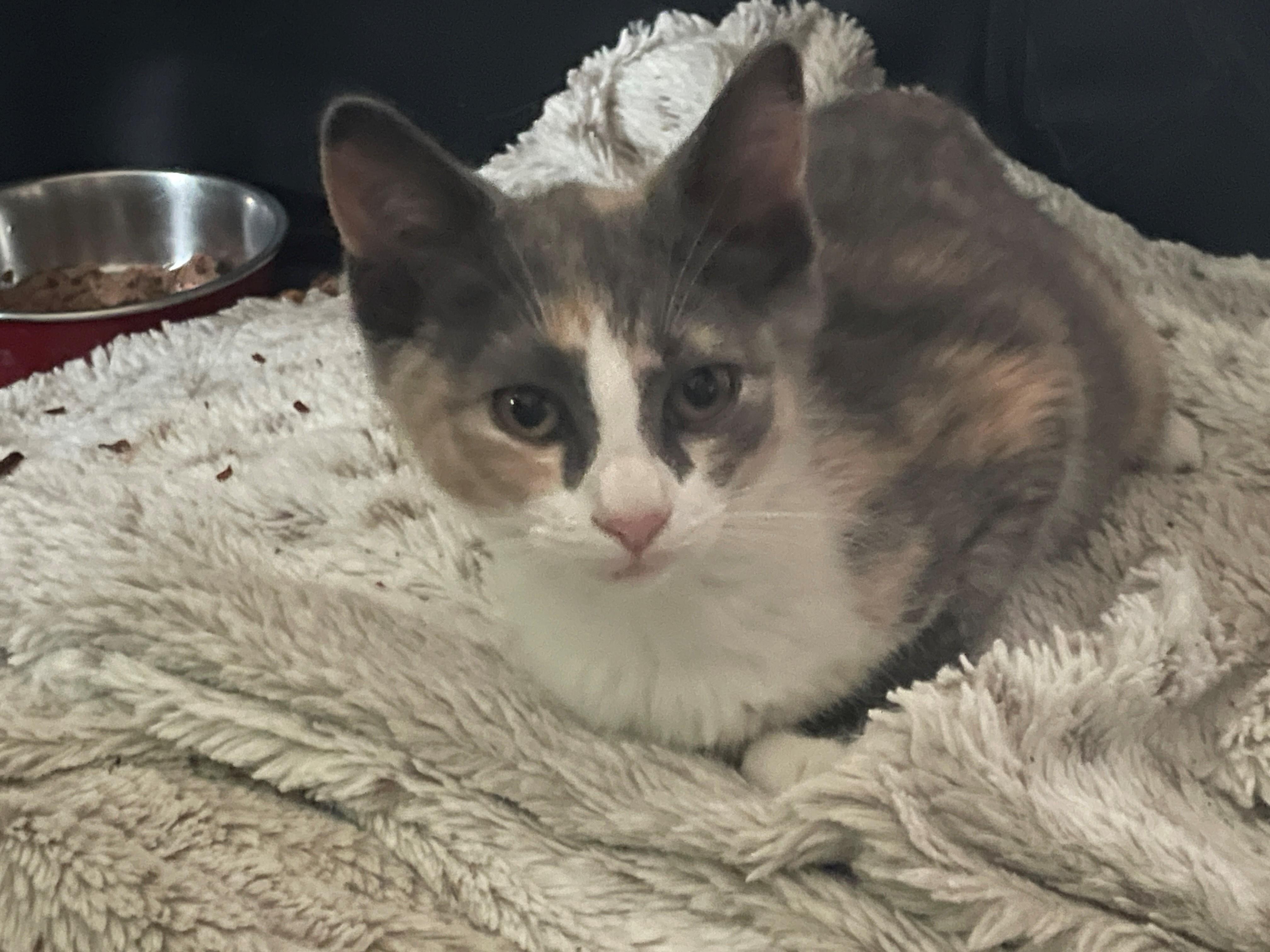 Enlarge Marnie, an adopted Domestic Short Hair in Westfield, NJ image 2/2