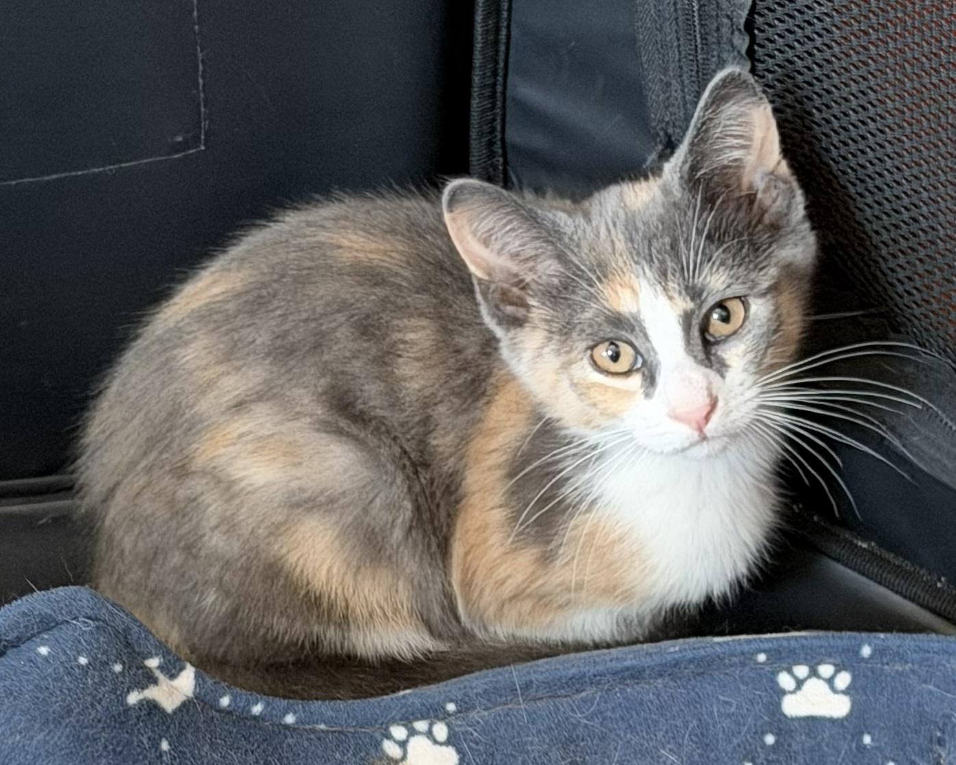 Enlarge Marnie, an adopted Domestic Short Hair in Westfield, NJ image 1/2