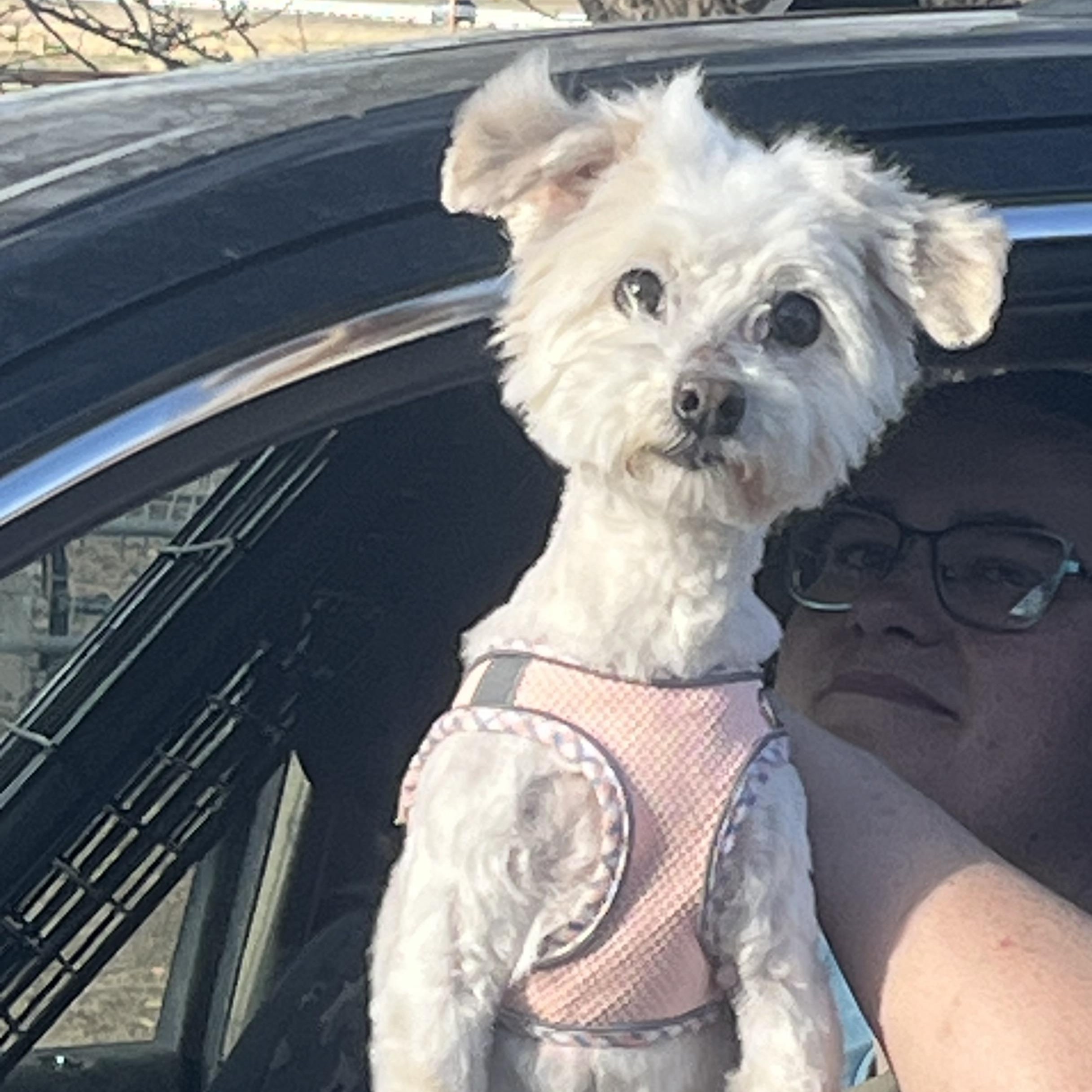 Enlarge Tofu, a Adoptable mixed breed in Longmont, CO image 1/1
