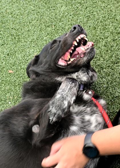 Enlarge Ebony - Available in Foster, a Adoptable mixed breed in Madison, NJ image 1/3