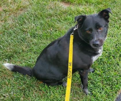 Enlarge Ebony - Available in Foster, a Adoptable mixed breed in Madison, NJ image 2/3