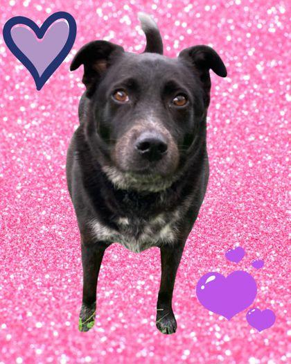 Enlarge Ebony - Available in Foster, a Adoptable mixed breed in Madison, NJ image 3/3