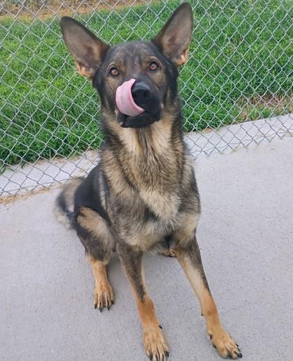 Ace, Adoptable, Adult Male German Shepherd Dog & Mixed Breed.