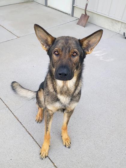 Enlarge Ace, a Adoptable mixed breed in Beatrice, NE image 2/3