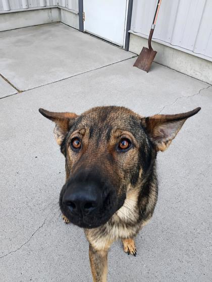 Enlarge Ace, a Adoptable mixed breed in Beatrice, NE image 3/3