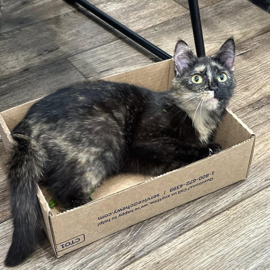 Spice, a Adoptable Domestic Short Hair in Leechburg, PA image 3/6