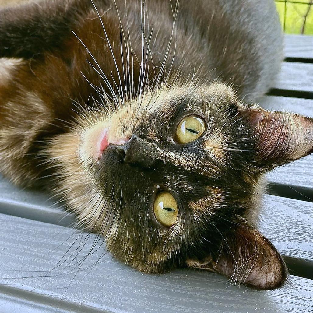 Spice, a Adoptable Domestic Short Hair in Leechburg, PA image 4/6