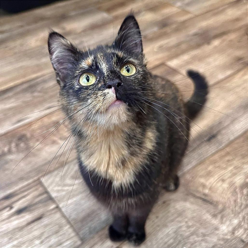 Spice, Adoptable, Young Female Domestic Short Hair.