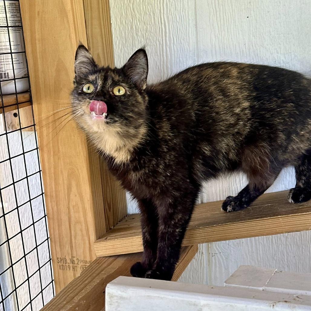 Spice, a Adoptable Domestic Short Hair in Leechburg, PA image 5/6