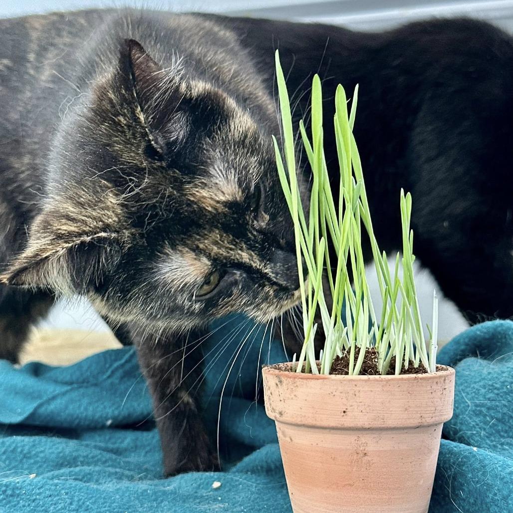 Spice, a Adoptable Domestic Short Hair in Leechburg, PA image 6/6