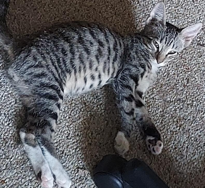 Boots, a Adoptable mixed breed in Pasadena, CA image 1/4