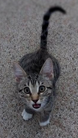 Boots, a Adoptable mixed breed in Pasadena, CA image 2/4