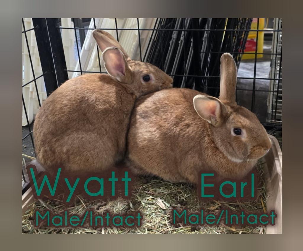 Wyatt, ADOPTABLE, Adult Male New Zealand.