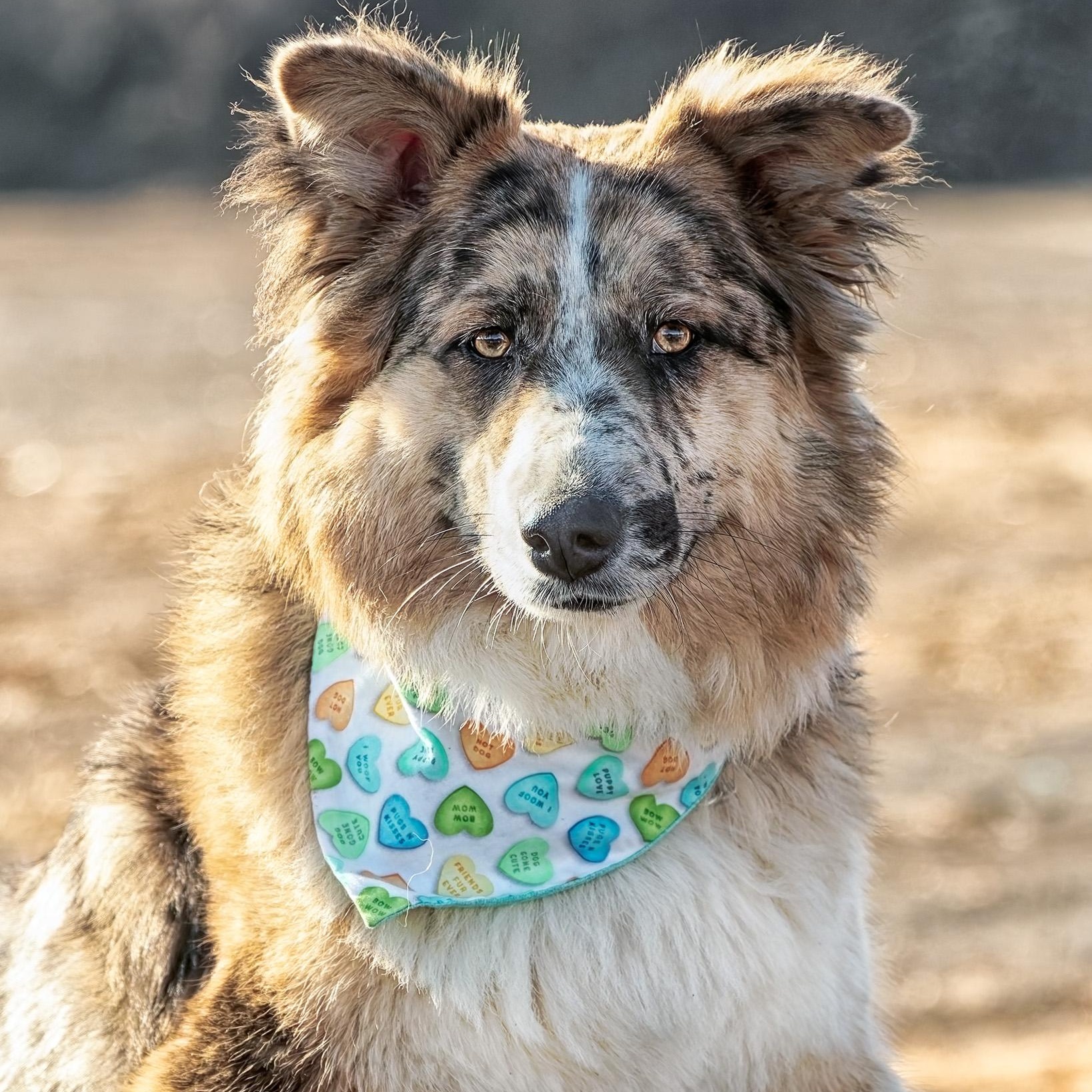 Enlarge Dixie, a ADOPTABLE mixed breed in Clarinda, IA image 1/6