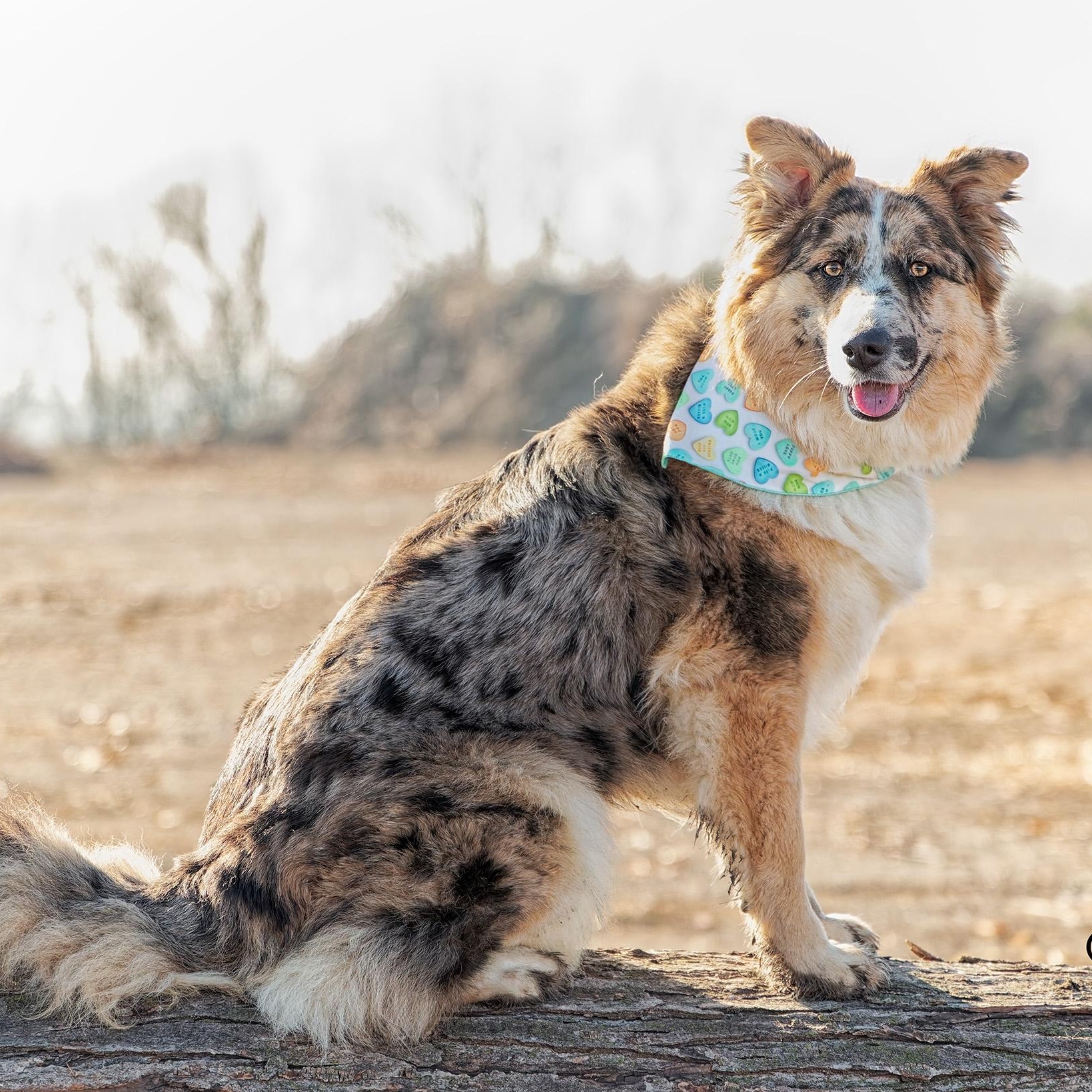 Enlarge Dixie, a ADOPTABLE mixed breed in Clarinda, IA image 3/6