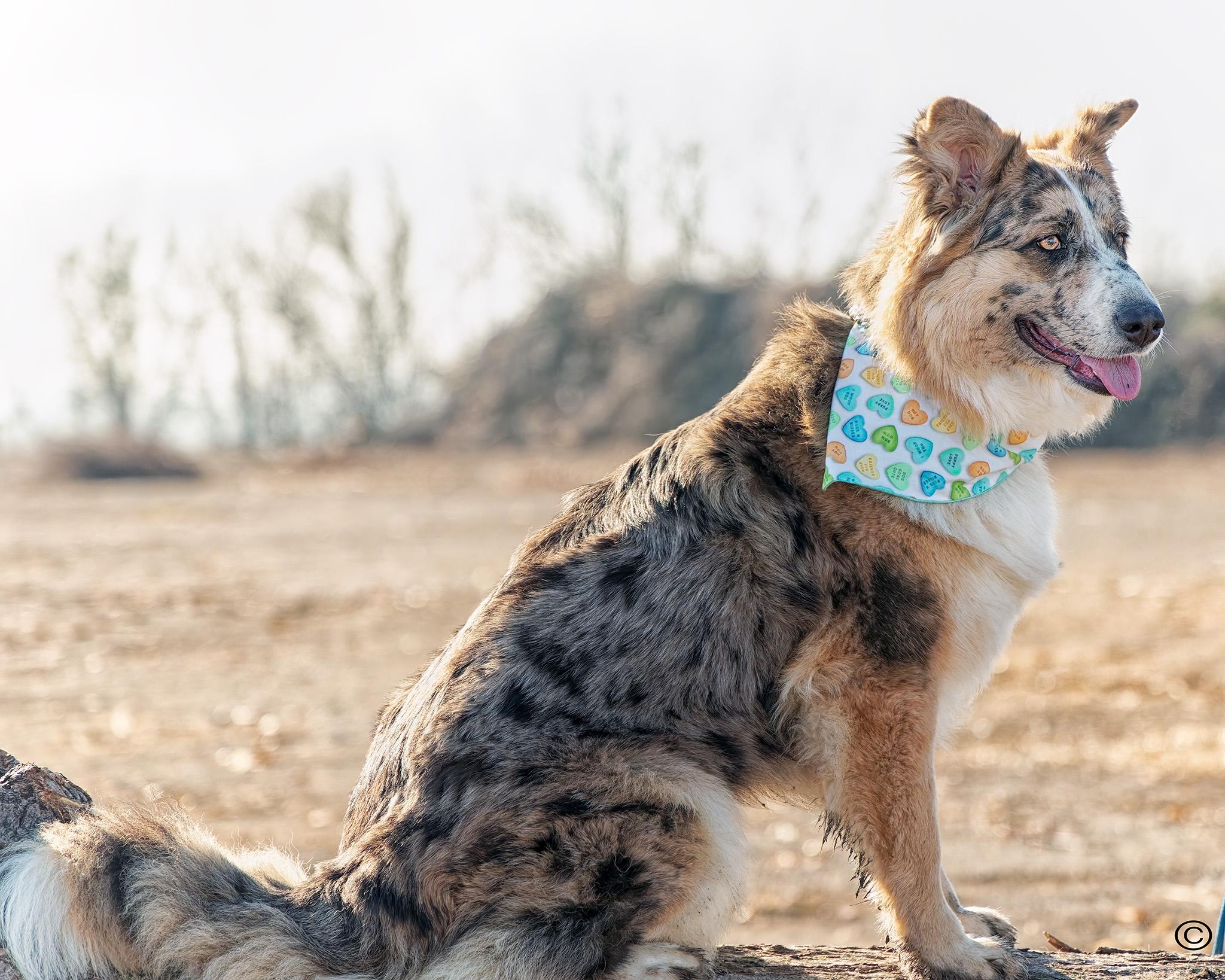 Enlarge Dixie, a ADOPTABLE mixed breed in Clarinda, IA image 5/6