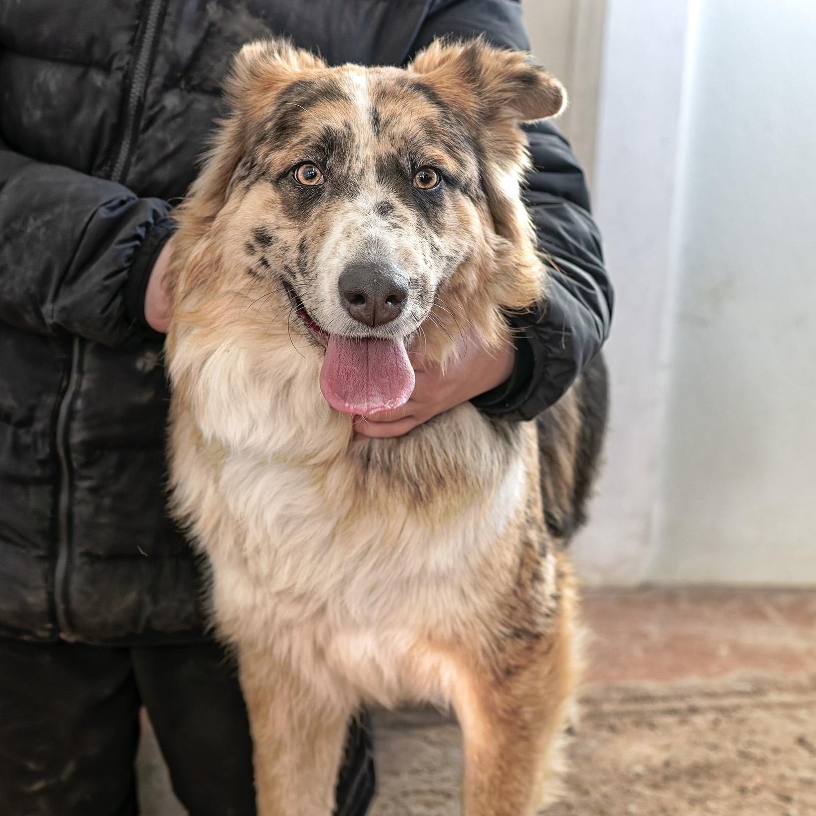 Enlarge Dixie, a ADOPTABLE mixed breed in Clarinda, IA image 2/5