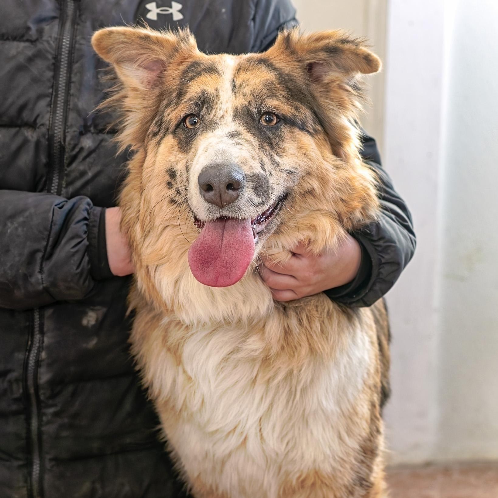 Dixie, ADOPTABLE, Young Female Border Collie & German Shepherd Dog.