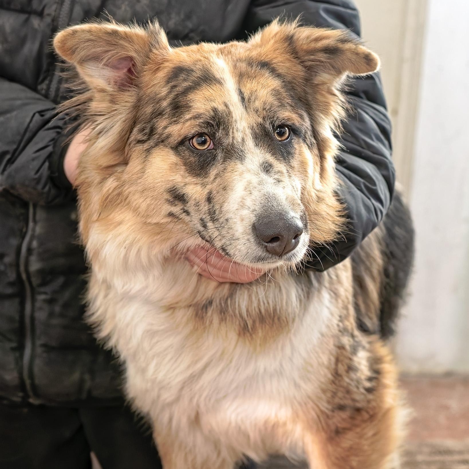 Enlarge Dixie, a ADOPTABLE mixed breed in Clarinda, IA image 4/5