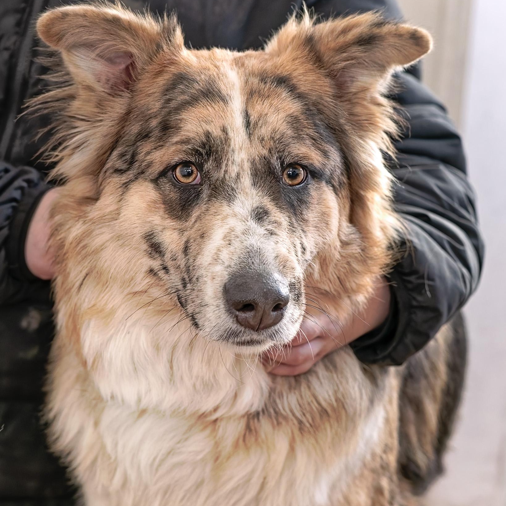 Enlarge Dixie, a ADOPTABLE mixed breed in Clarinda, IA image 3/5