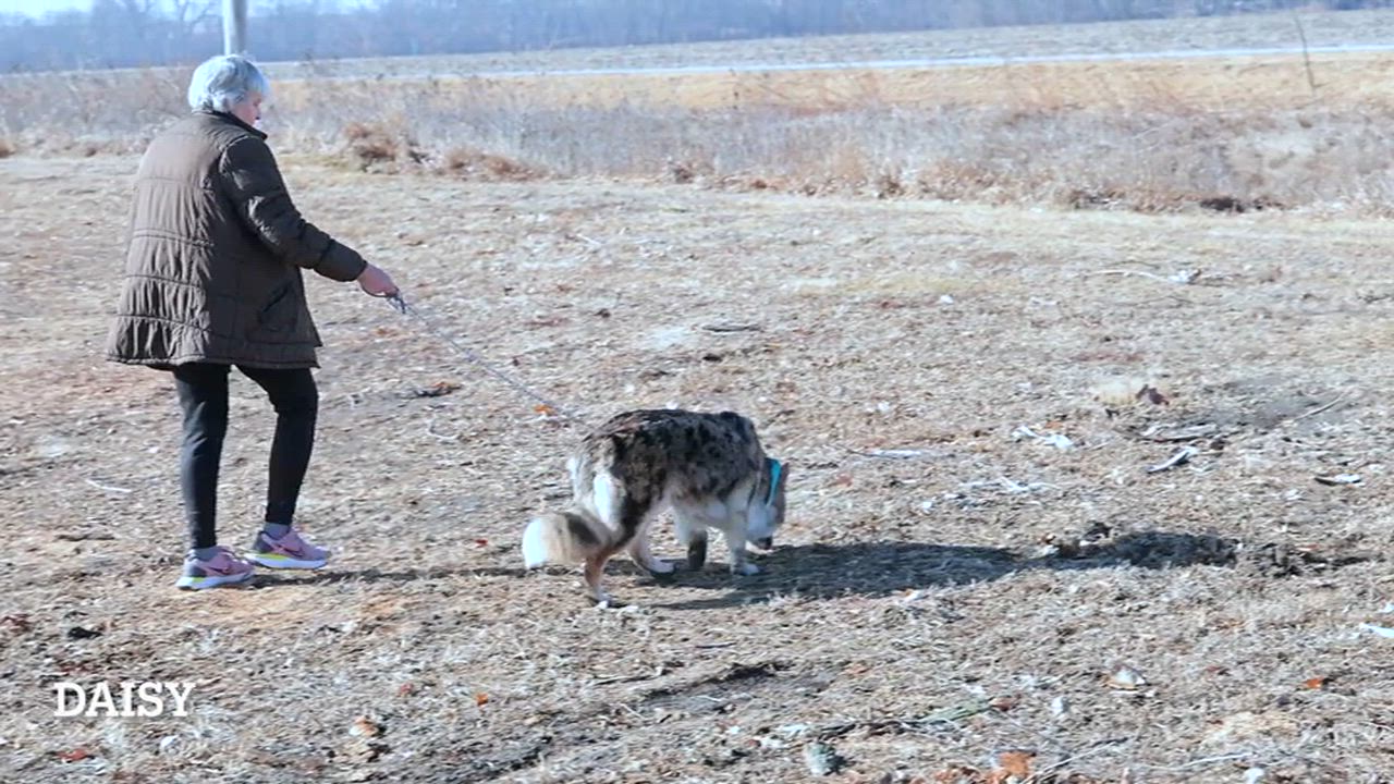 Enlarge Dixie, a ADOPTABLE mixed breed in Clarinda, IA video 6/6