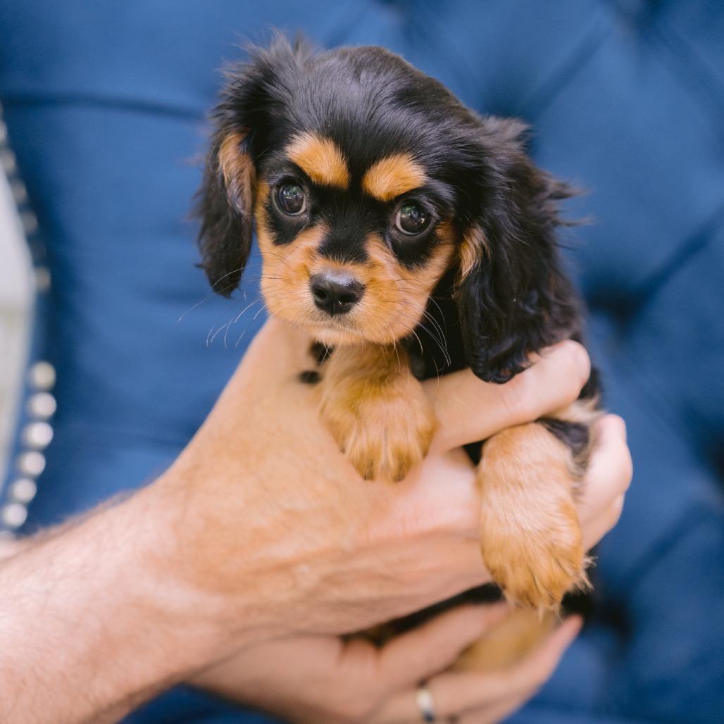 Savannah, adopted, Puppy Female Cavalier King Charles Spaniel.