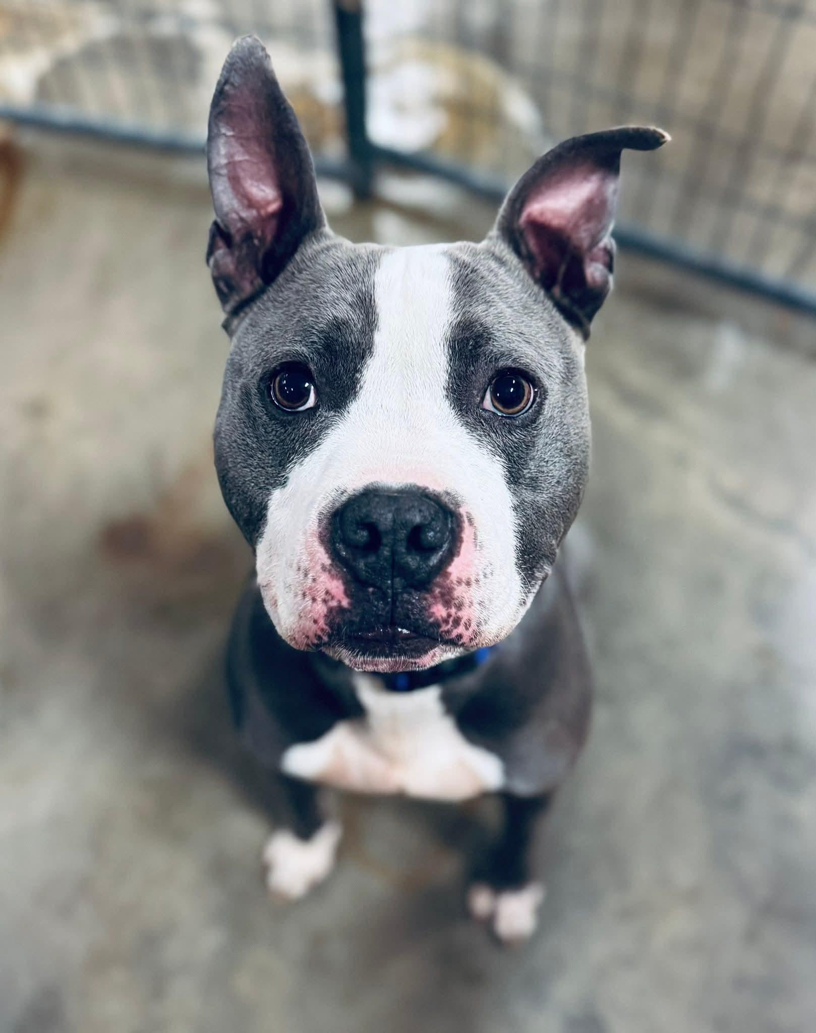 Dog for adoption Atticus, an American Staffordshire Terrier in