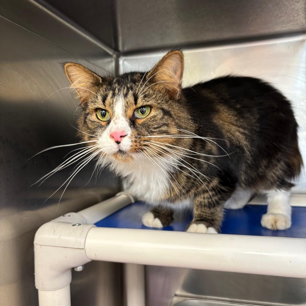 Enlarge Kevin, a Adoptable mixed breed in Galax, VA image 1/3
