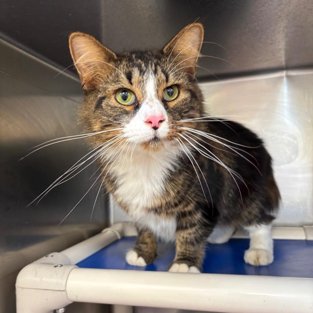 Enlarge Kevin, a Adoptable mixed breed in Galax, VA image 2/3