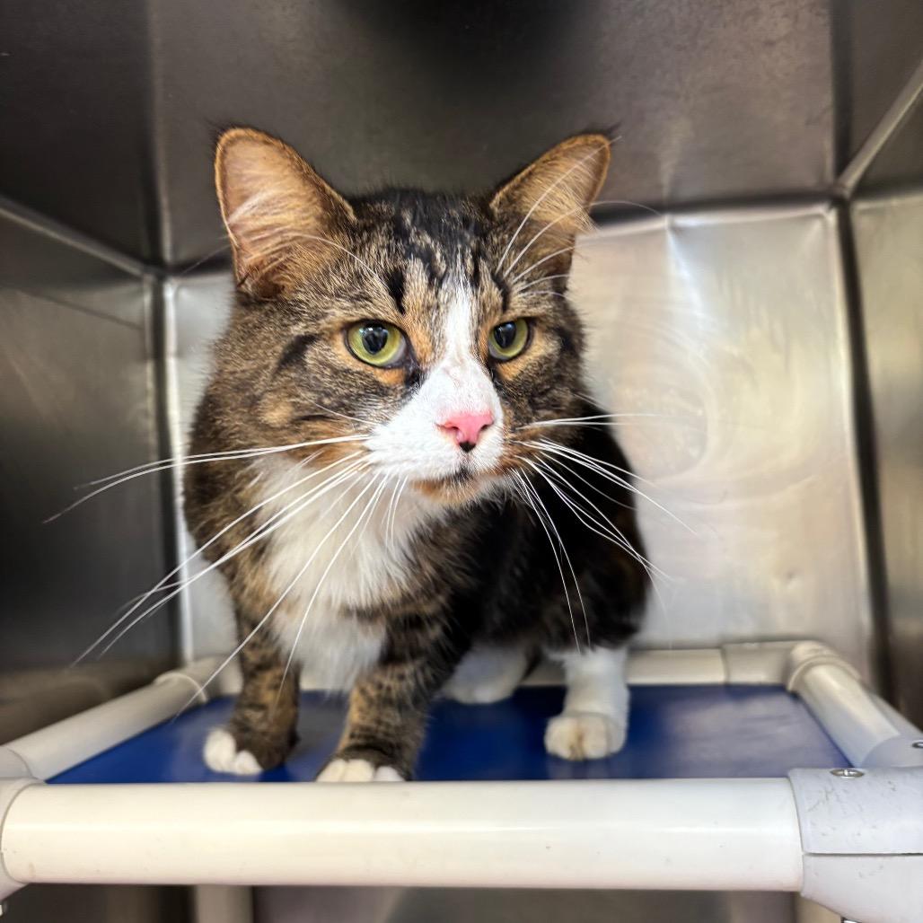 Enlarge Kevin, a Adoptable mixed breed in Galax, VA image 3/3