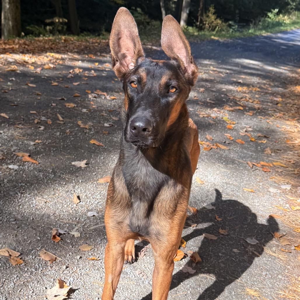 Hanzo, Adoptable, Young Male Belgian Shepherd / Malinois & Doberman Pinscher.