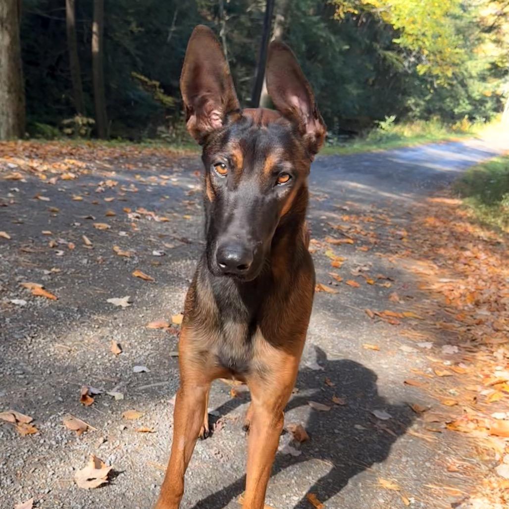 Enlarge Hanzo, a Adoptable mixed breed in Milford, NY image 2/2