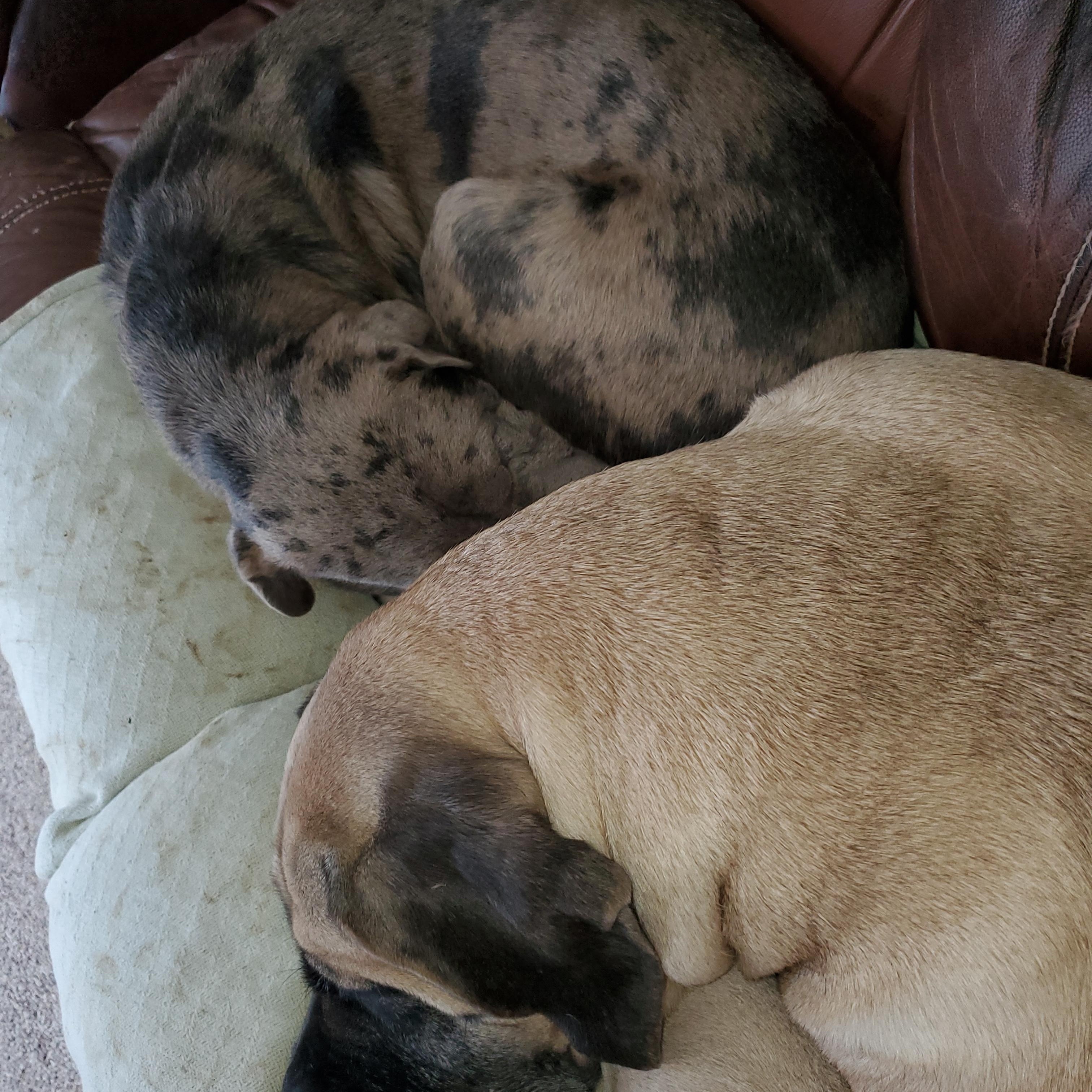 Maggie — thumbnail 2