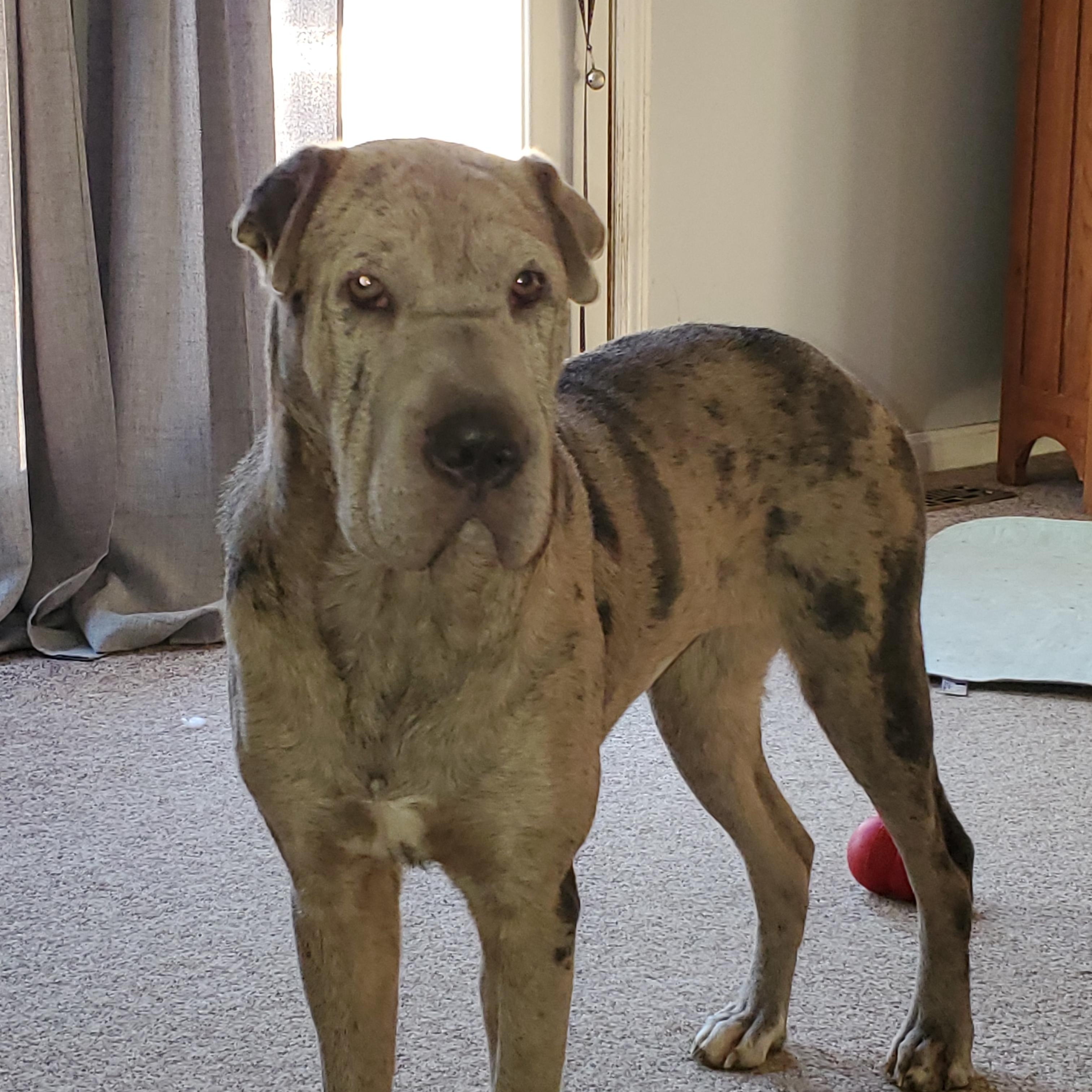 Maggie, ADOPTABLE, Young Female Shar-Pei.