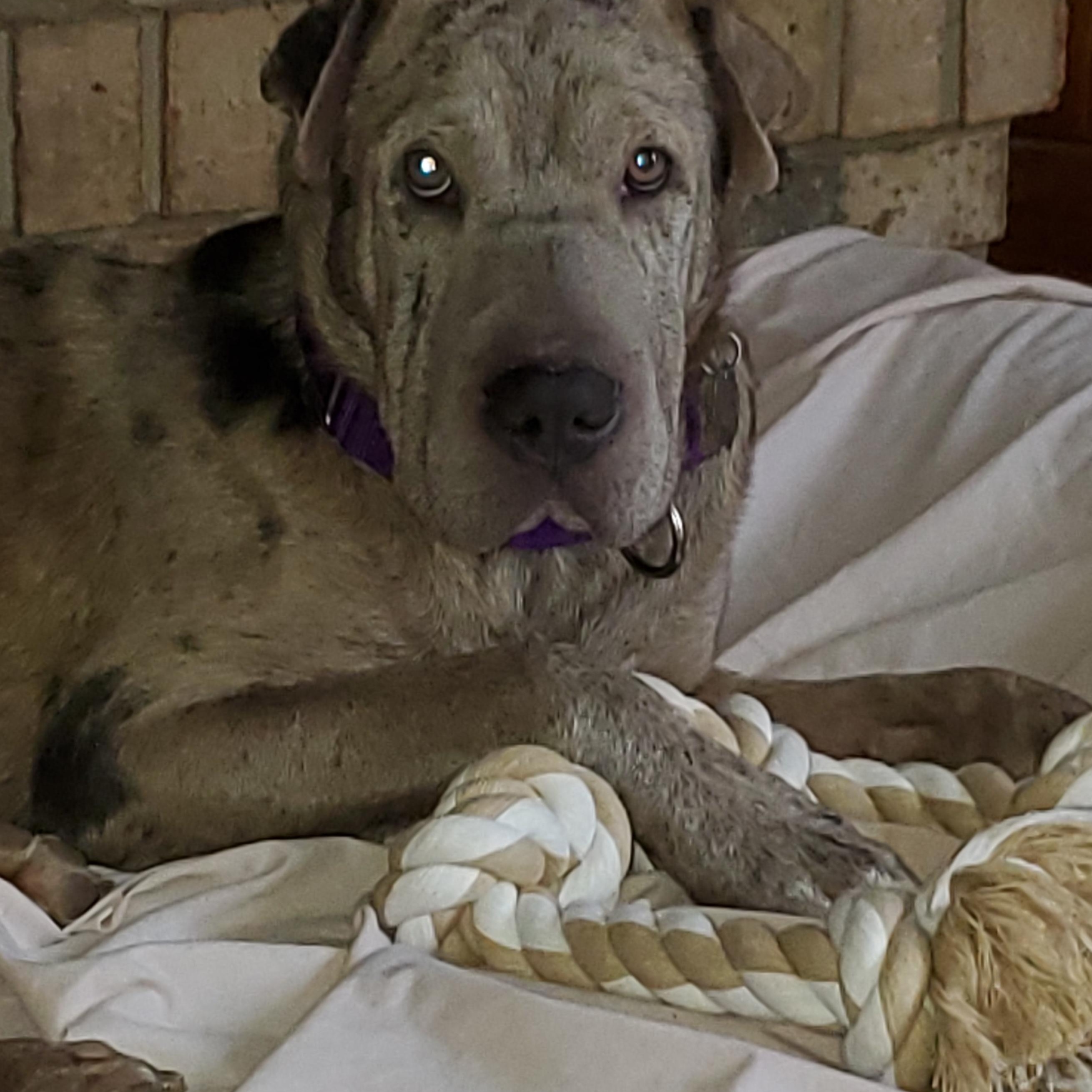 Enlarge Maggie, a ADOPTABLE mixed breed in Cincinnati, OH image 4/4