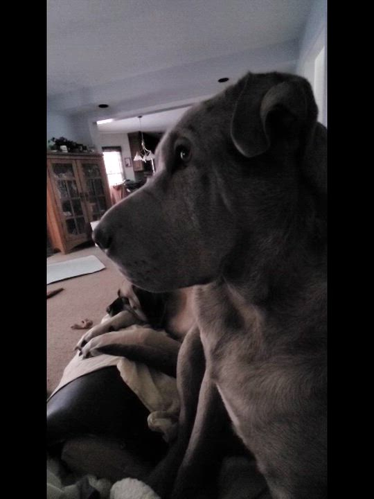 Enlarge Maggie, a ADOPTABLE mixed breed in Cincinnati, OH video 5/5