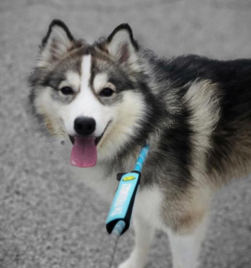 Timber, adopted, Adult Male Klee Kai & Mixed Breed.
