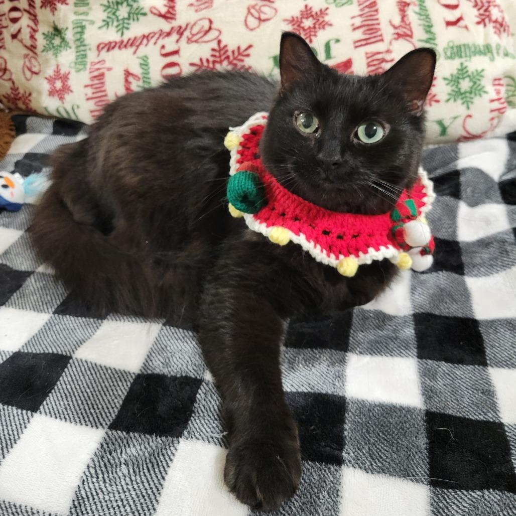 Maddy -SPONSORED!, a Adoptable Domestic Long Hair image 1/6