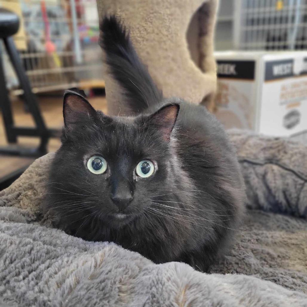 Maddy -SPONSORED!, a Adoptable Domestic Long Hair image 2/6