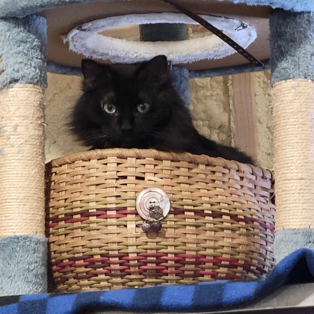 Maddy -SPONSORED!, a Adoptable Domestic Long Hair image 3/6