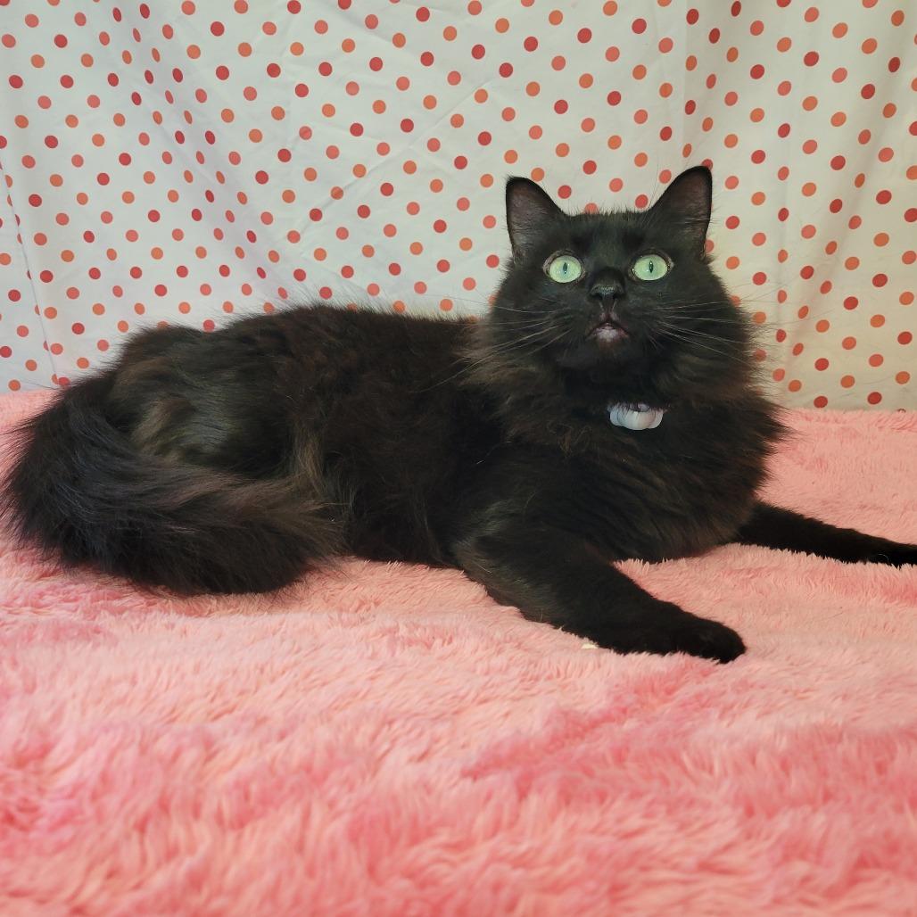 Maddy -SPONSORED!, a Adoptable Domestic Long Hair image 4/6