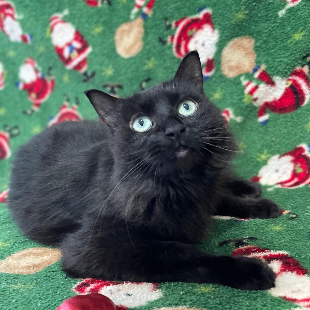 Maddy -SPONSORED!, a Adoptable Domestic Long Hair image 5/6