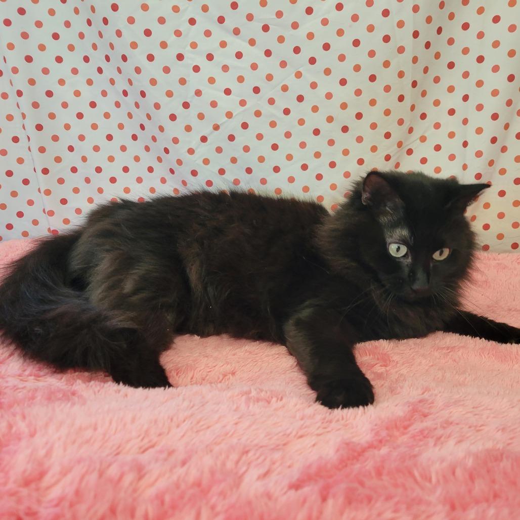 Maddy -SPONSORED!, a Adoptable Domestic Long Hair image 6/6