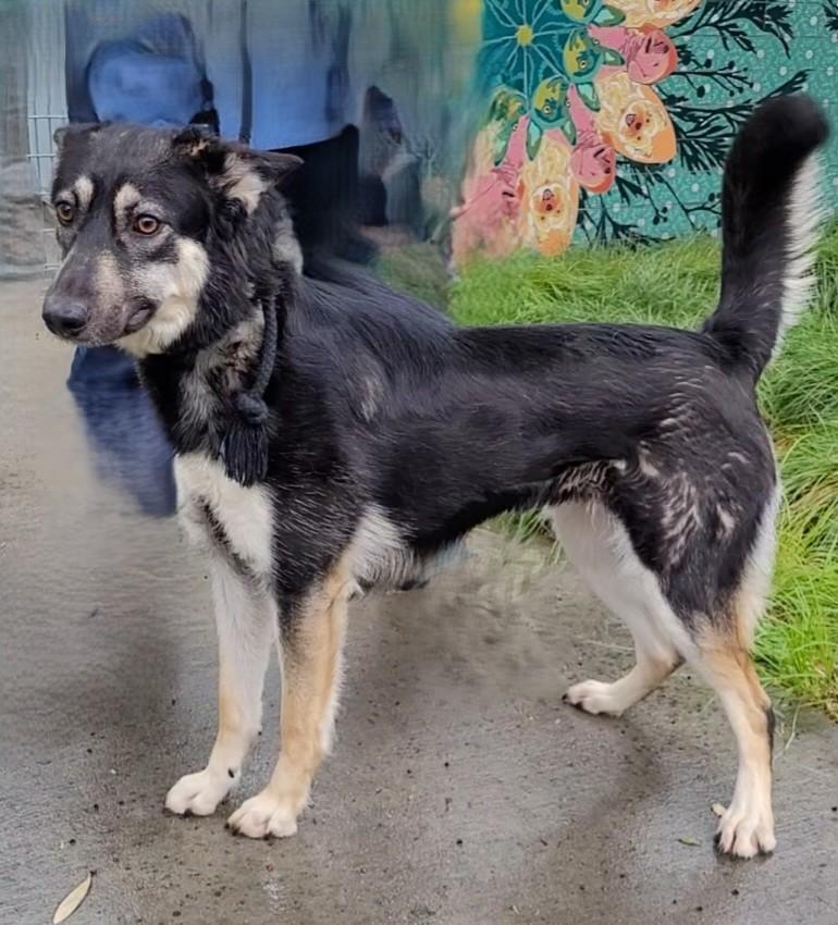 SUSSIE, Adoptable, Young Female Husky & Mixed Breed.