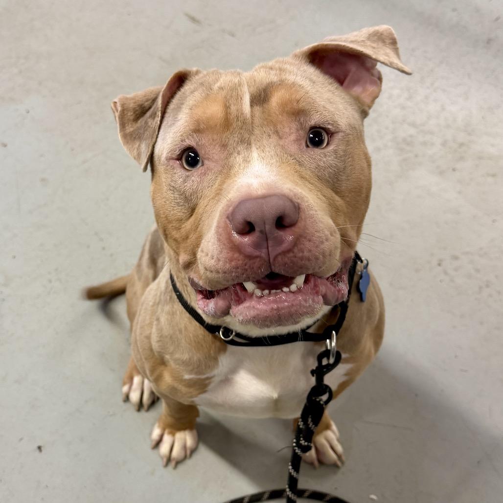 Enlarge Major, a Adoptable mixed breed in Middleburg Heights , OH image 1/6