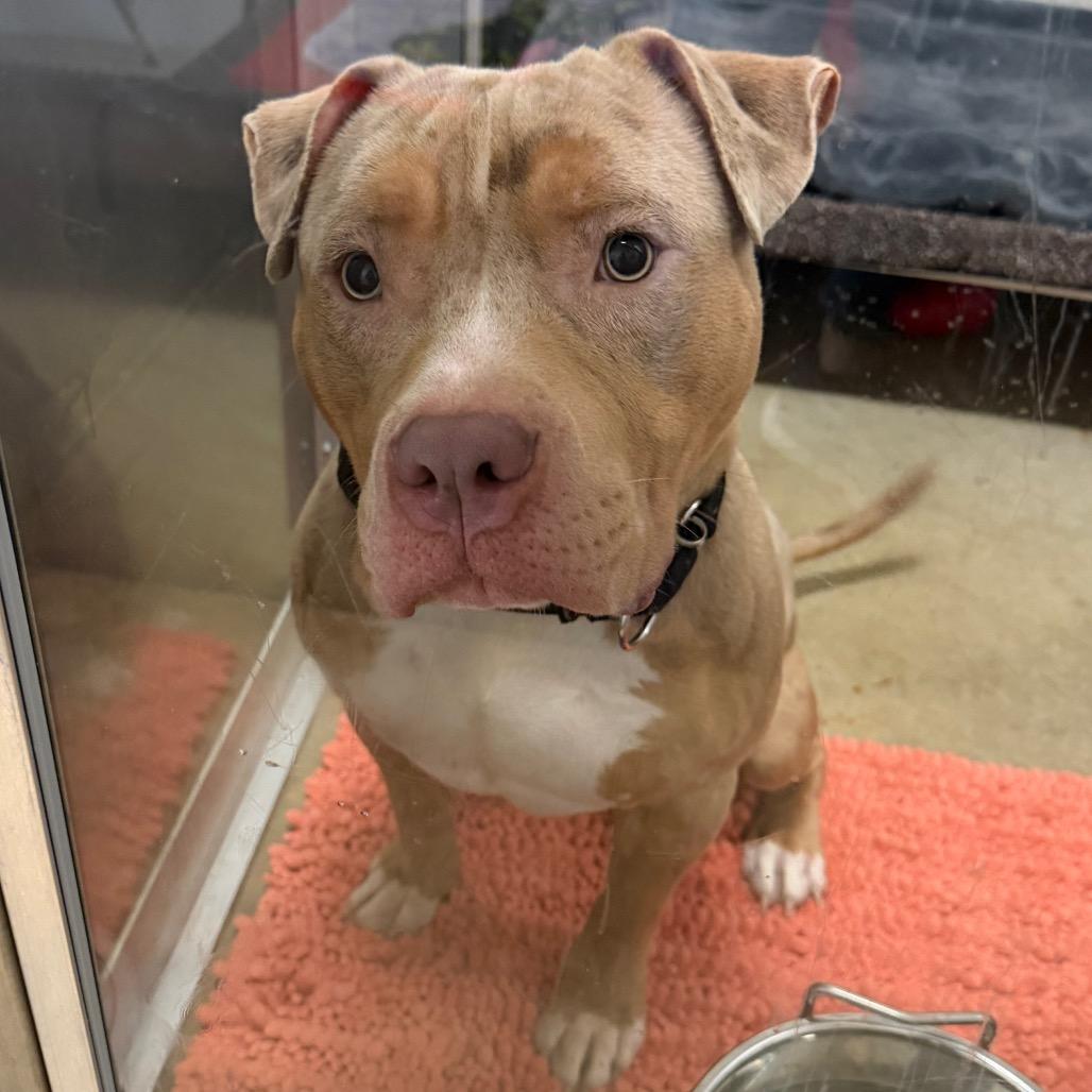 Enlarge Major, a Adoptable mixed breed in Middleburg Heights , OH image 3/6